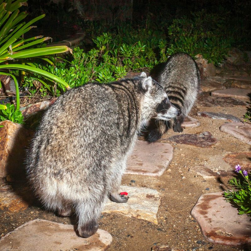 Night visits fit raccoon behavior, but they do not prove a routine