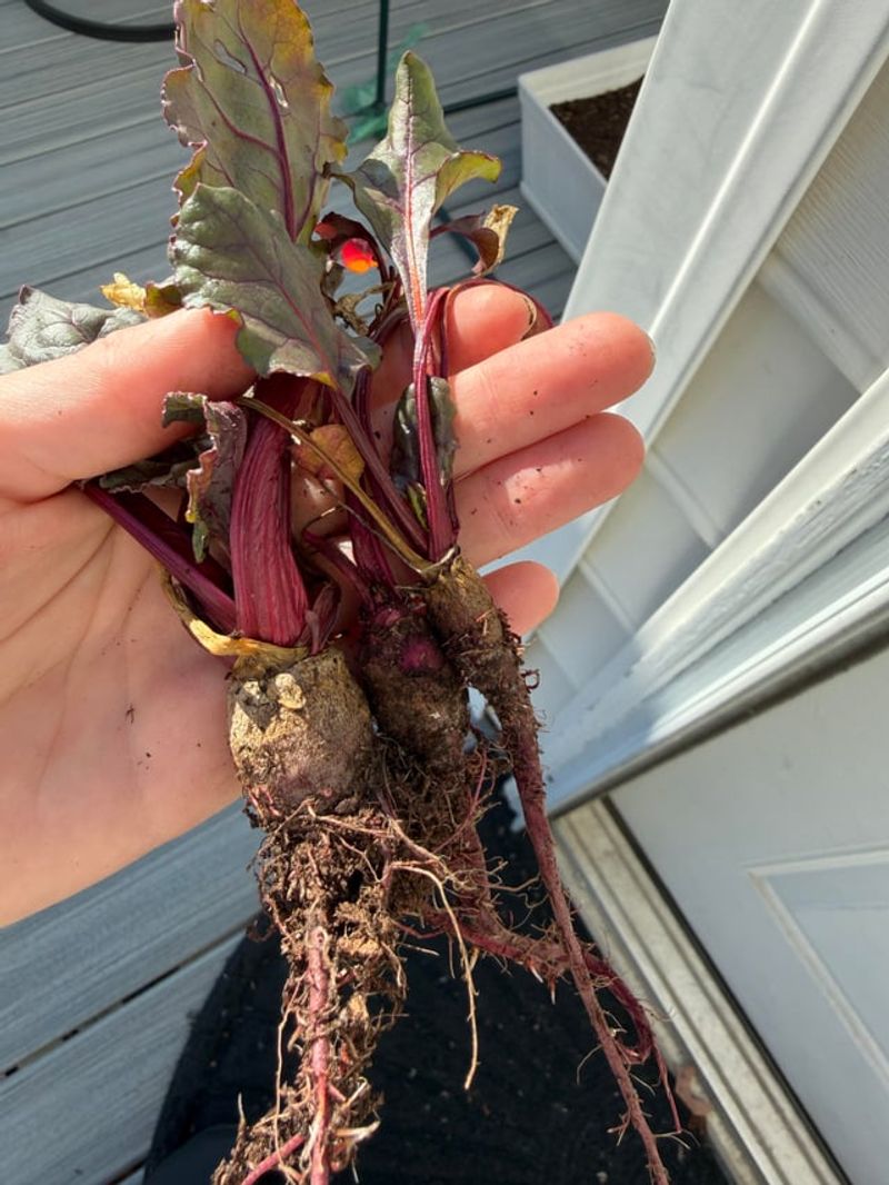 Nitrogen can favor leafy growth, but it is not a root shortcut Nitrogen can favor leafy growth, but it is not a root shortcut