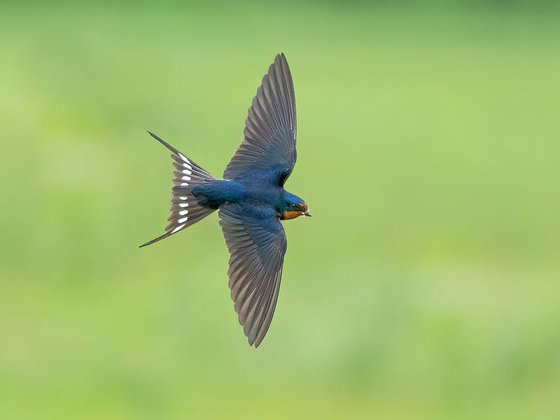 No shrub can promise Barn Swallows or mosquito control