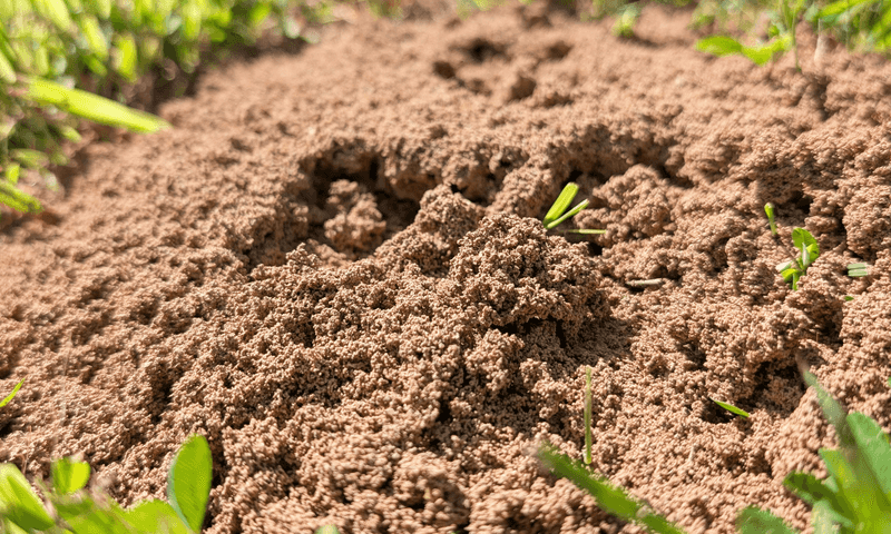 No visible mound does not rule out fire ants