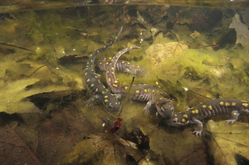 North Carolina’s best-known salamander migrations happen in spring North Carolina’s best-known salamander migrations happen in spring
