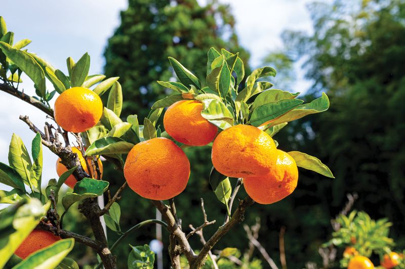 North Florida’s satsuma season can begin before the main orange harvest