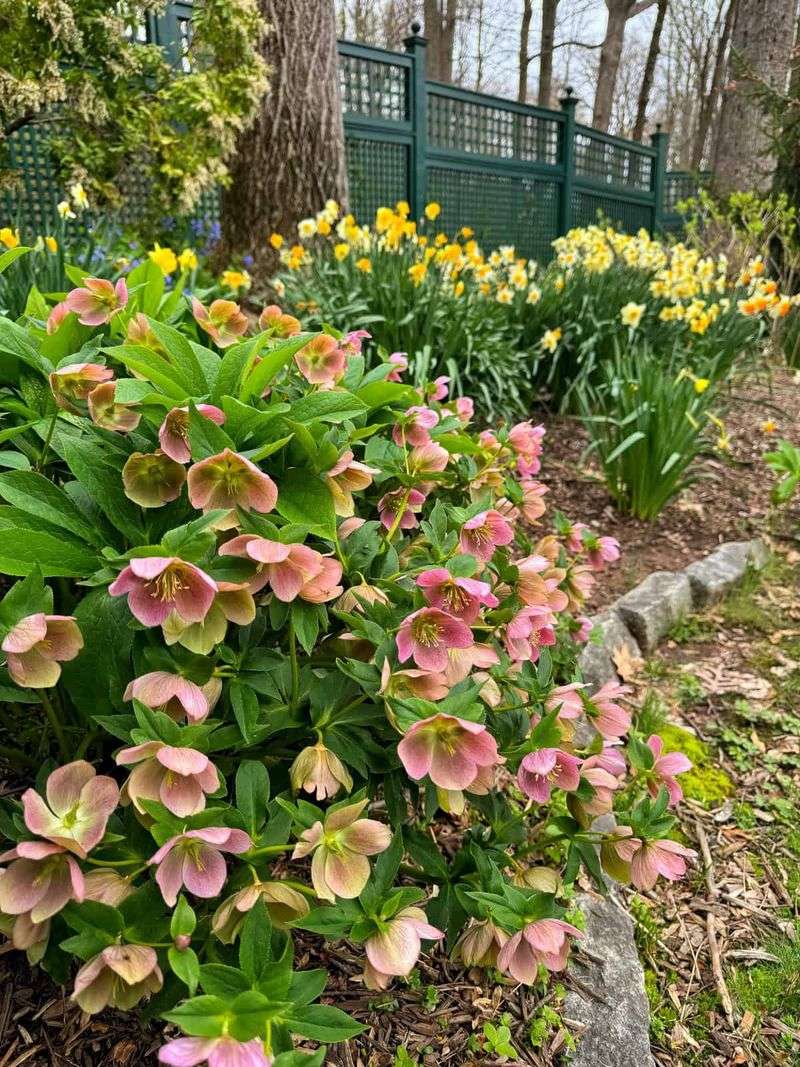 Not every hellebore blooms at Christmas
