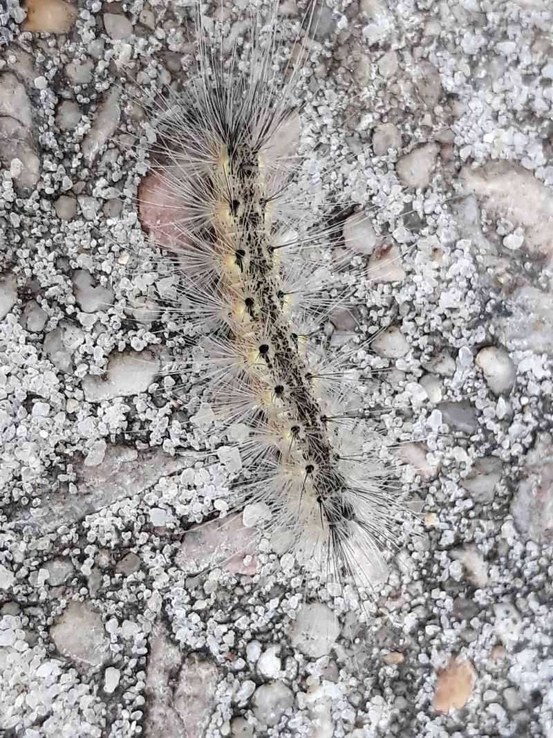 Not every silk-covered branch belongs to a spider