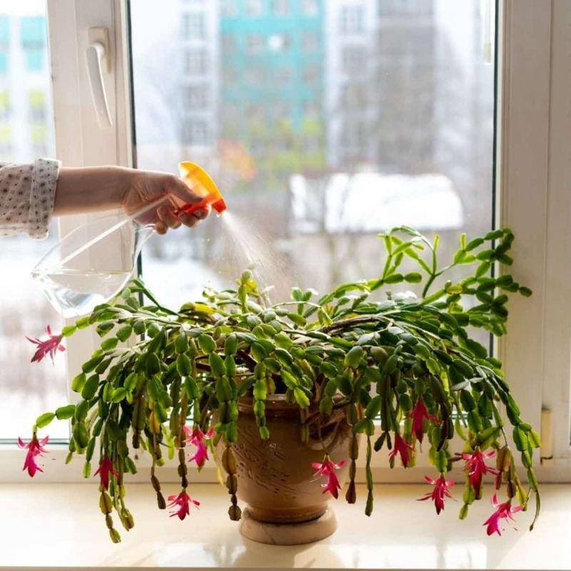 November watering cannot create buds on demand November watering cannot create buds on demand