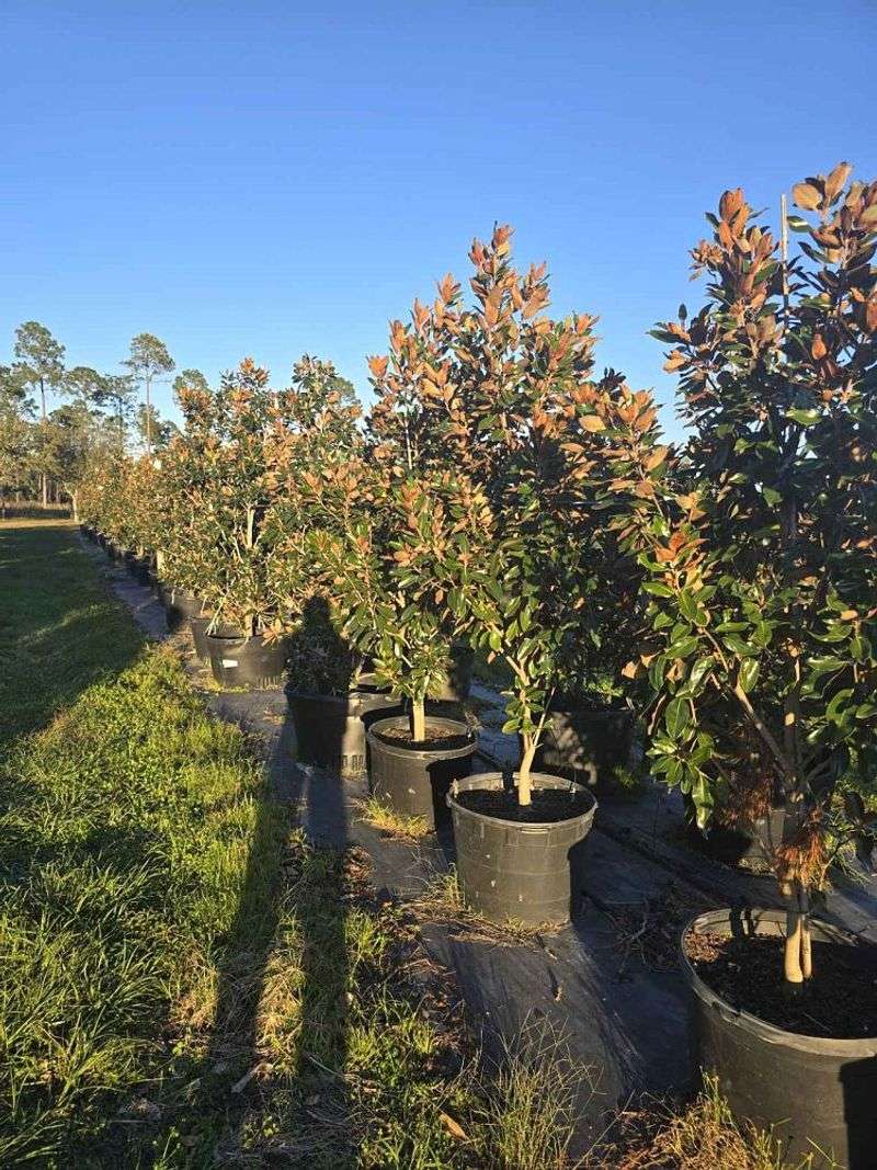 Nurseries Keep Reliable Sellers in Stock