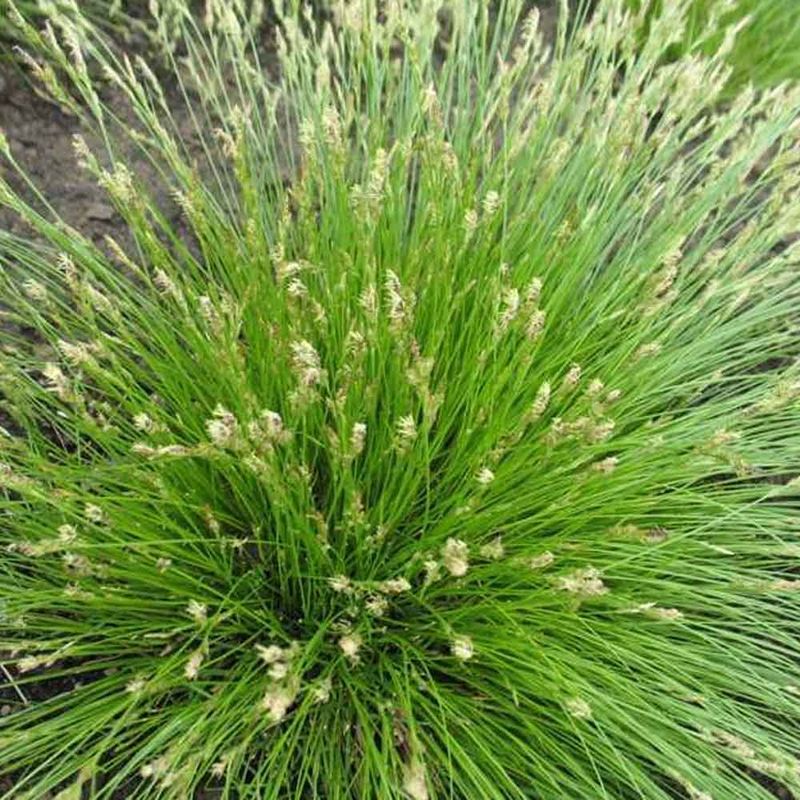 Oak Sedge (Carex albicans) Oak Sedge (Carex albicans)