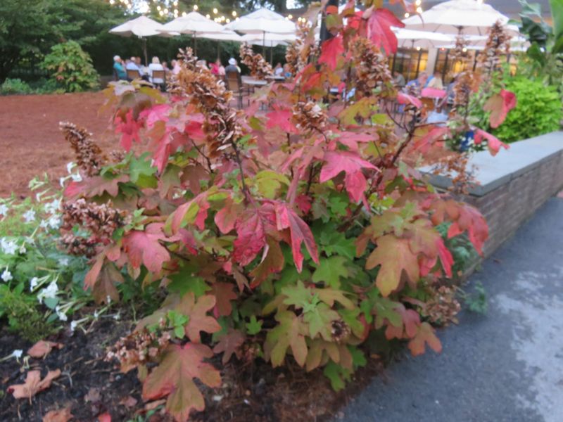 Oakleaf Hydrangea Oakleaf Hydrangea