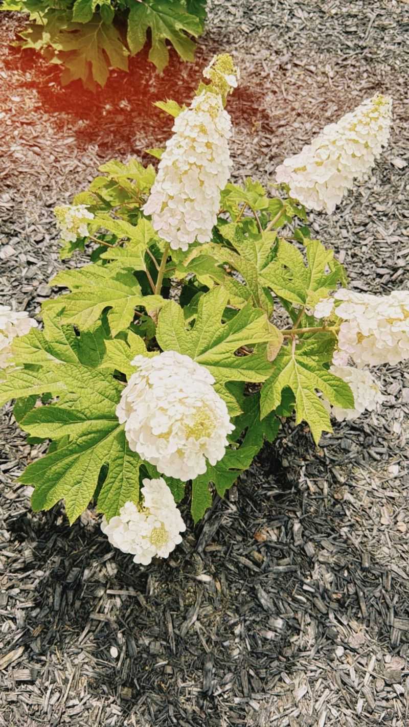 Oakleaf Hydrangea