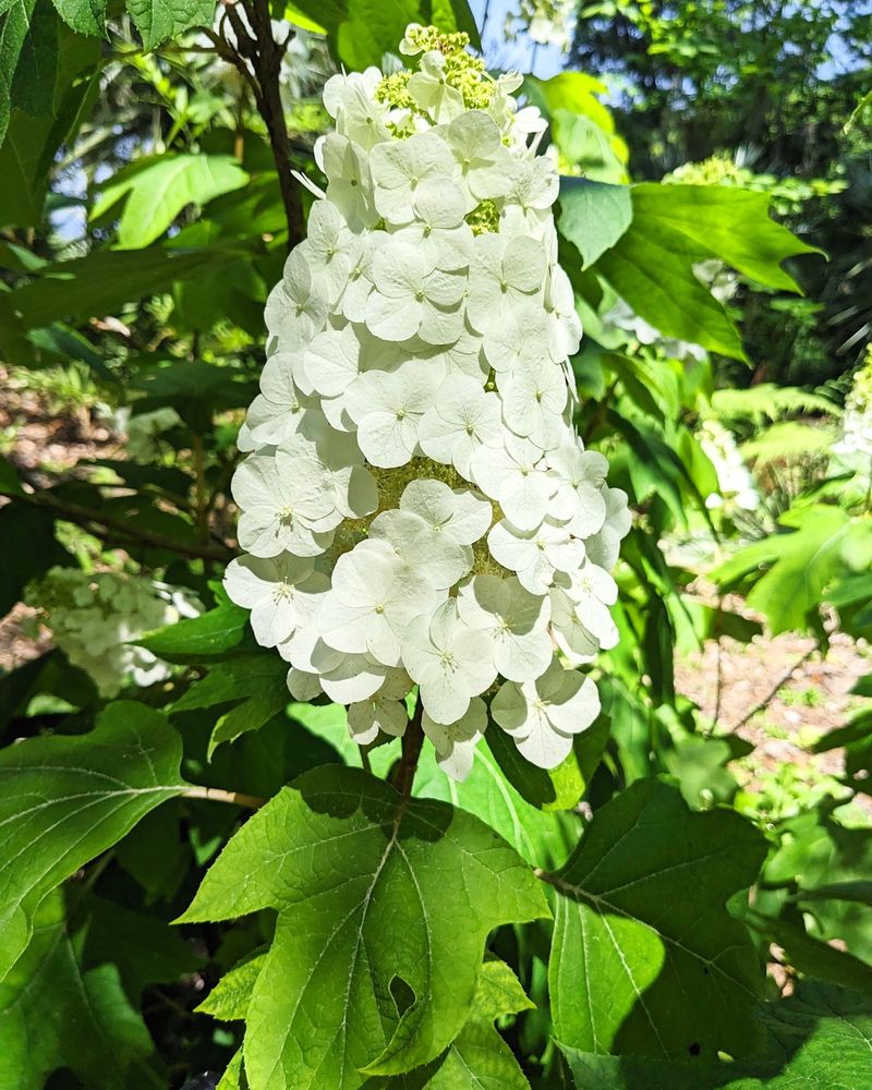 Oakleaf hydrangea offers a different kind of flower show