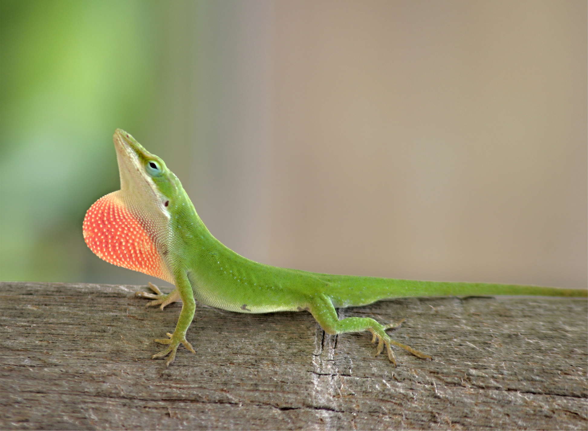 Observe anoles without handling them