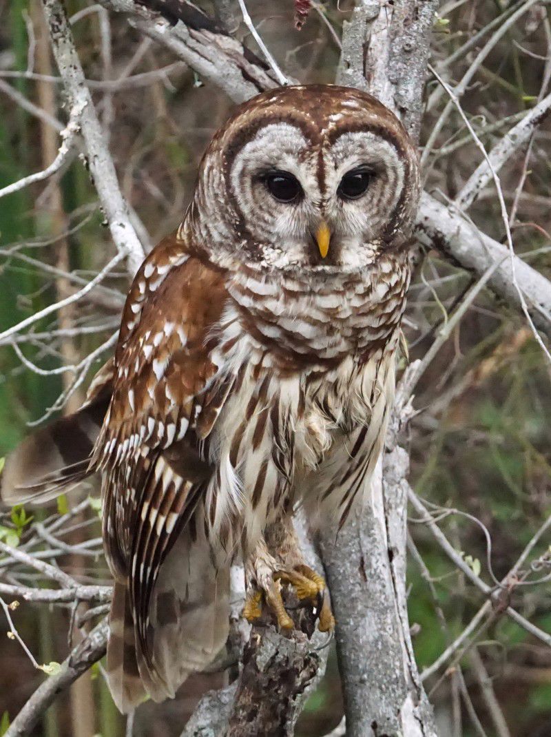 Observe from a distance and get help for an injured owl Observe from a distance and get help for an injured owl