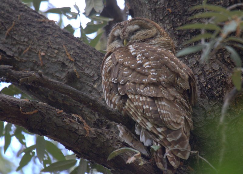 Observe quietly and leave handling to permitted rehabilitators Observe quietly and leave handling to permitted rehabilitators