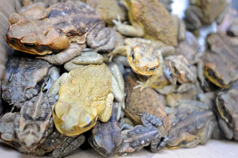 Observe the pattern without handling the toads