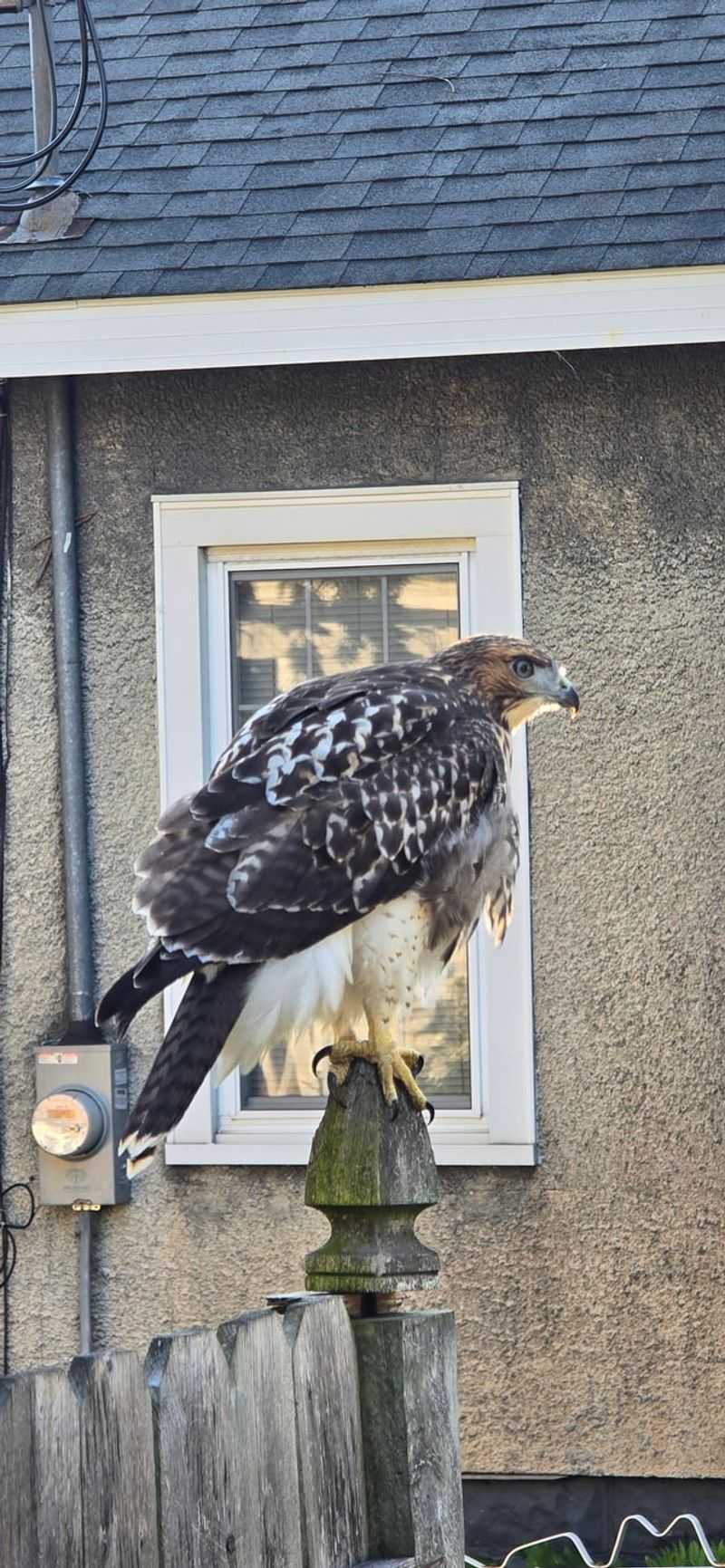 Observe without disturbing the hawk