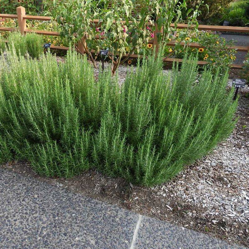 October 31 Is Not a Rosemary Survival Deadline October 31 Is Not a Rosemary Survival Deadline