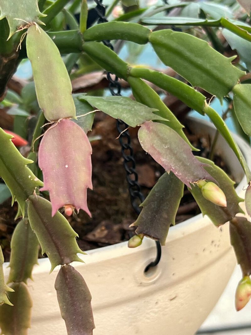 October Can Encourage Buds, but It Cannot Guarantee Holiday Blooms