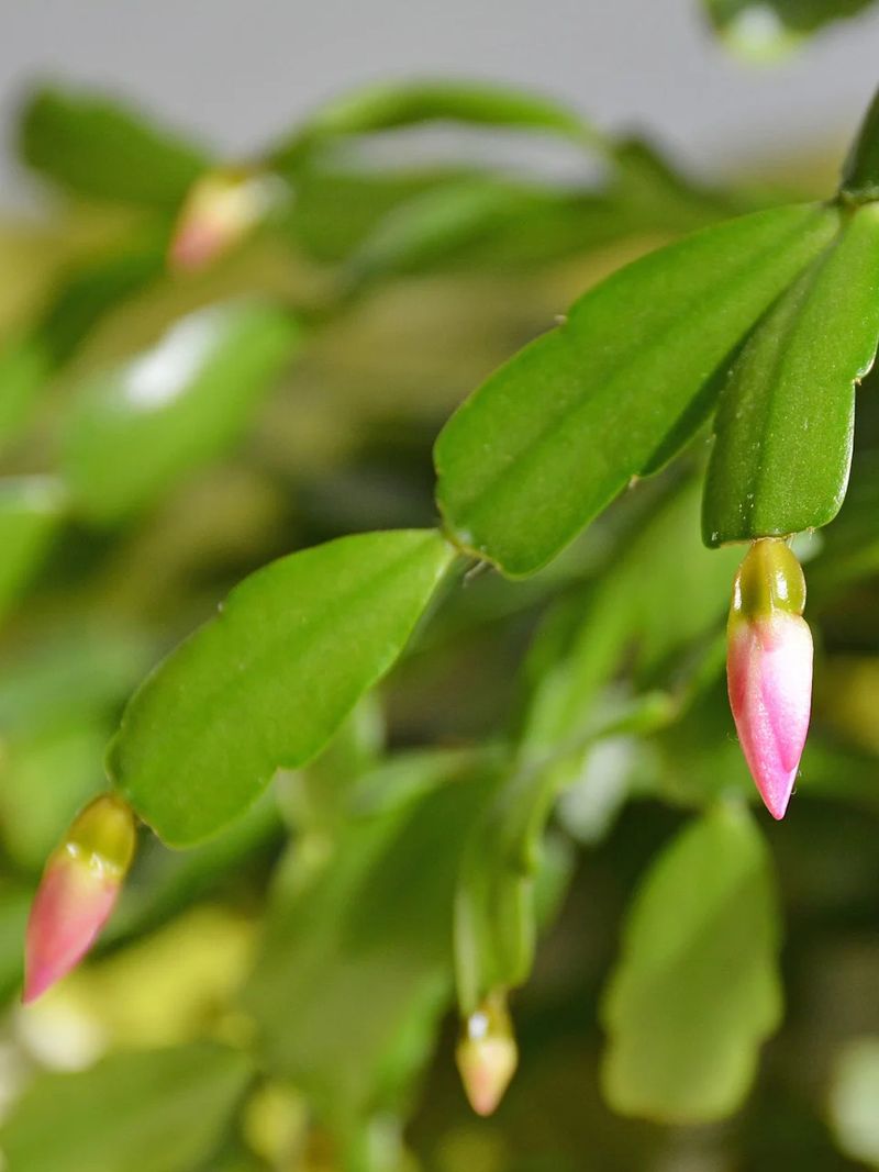 October conditions can support bud formation