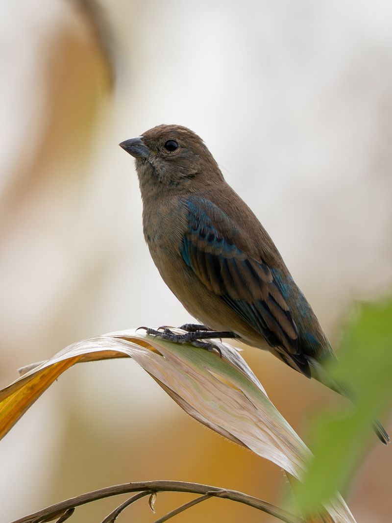 October falls within fall migration