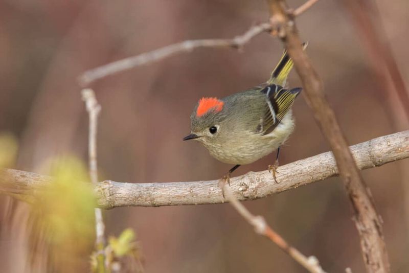 October falls within migration season, but timing varies October falls within migration season, but timing varies