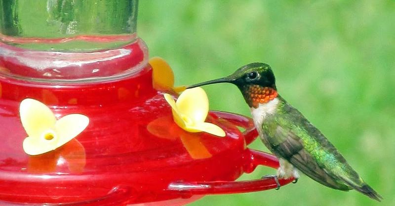 October is not a statewide hummingbird cutoff