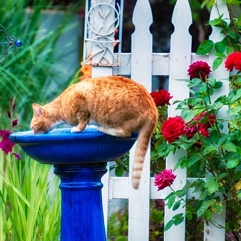 Offer Clean Water Without Breeding Mosquitoes