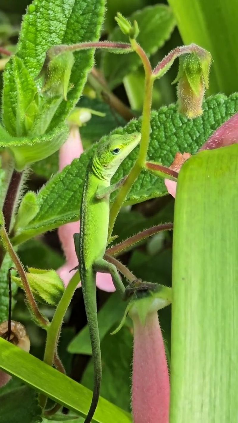 Offer Moisture Without Creating Mosquito Nurseries