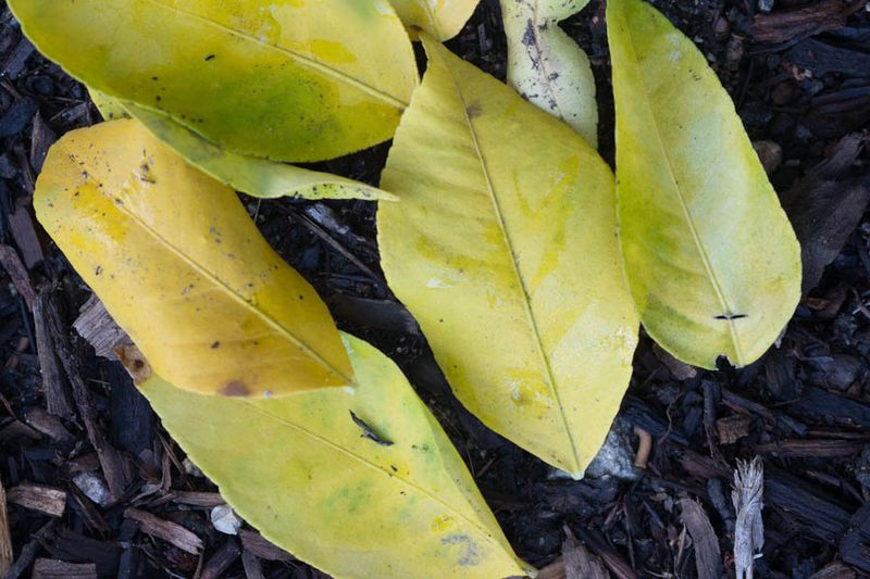 Older-leaf yellowing and green-veined new growth point to different nutrient clues