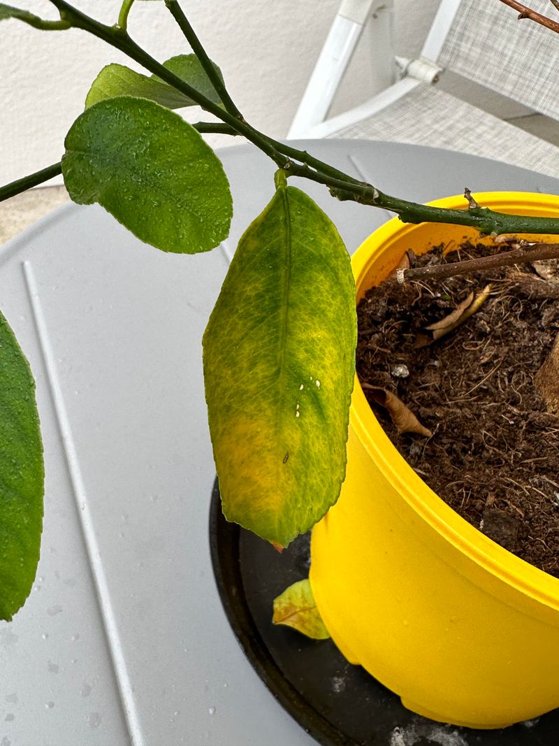 Older, pale leaves can point to nitrogen