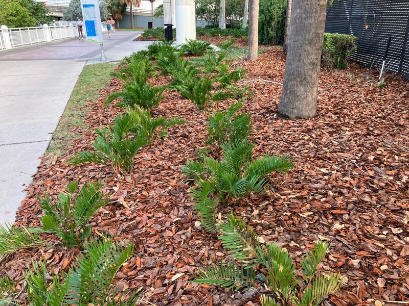 On the Sheltered Side of a Coastal Yard