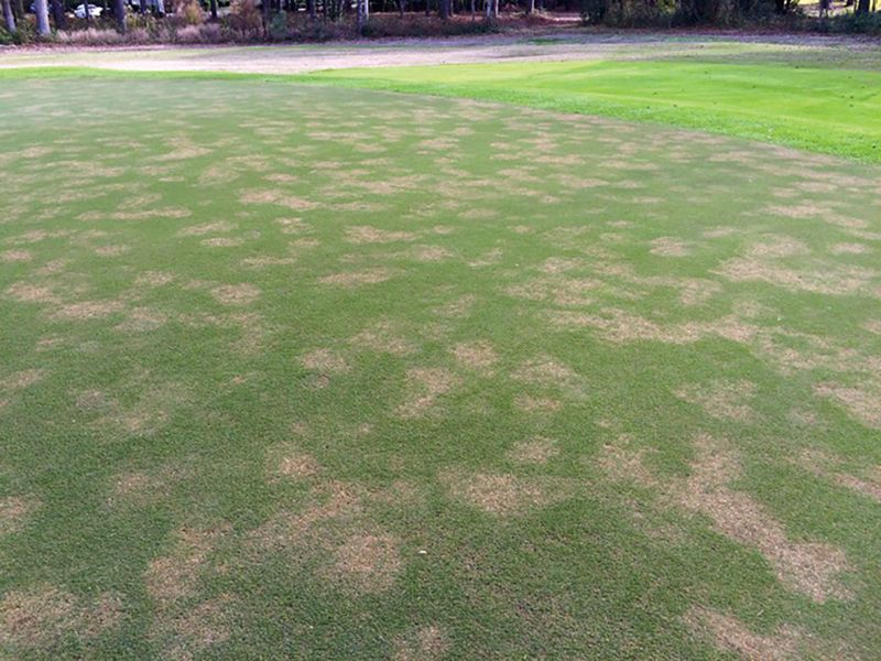 One application may reduce bermudagrass without ending the problem One application may reduce bermudagrass without ending the problem