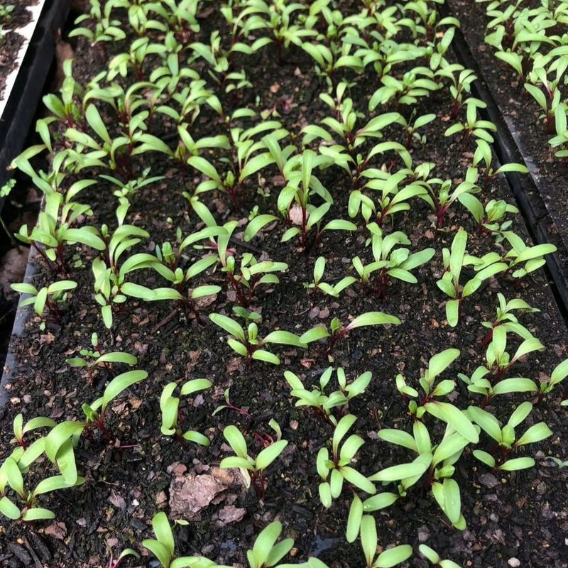 One beet seed may produce several seedlings
