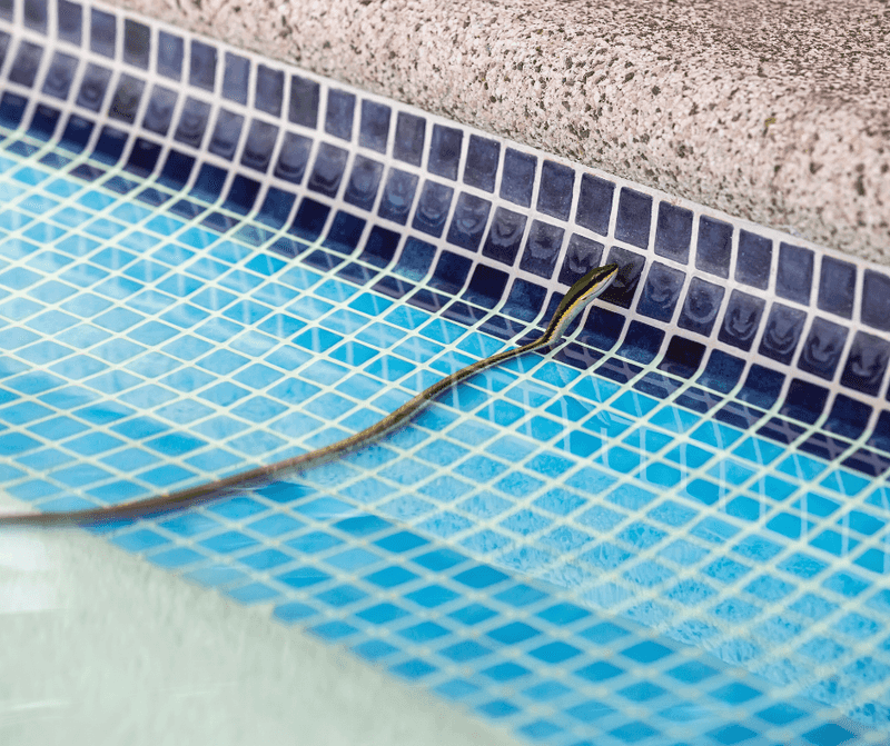One poolside sighting is not a yard diagnosis