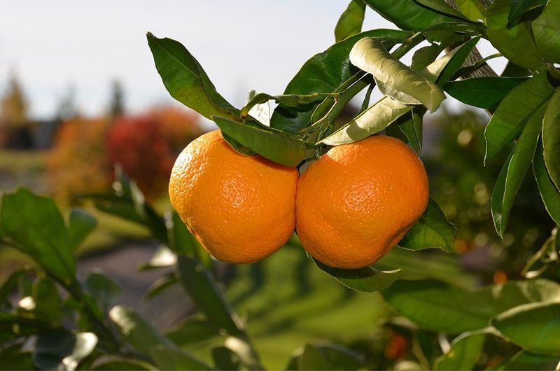 One satsuma tree can provide easy-peel fruit