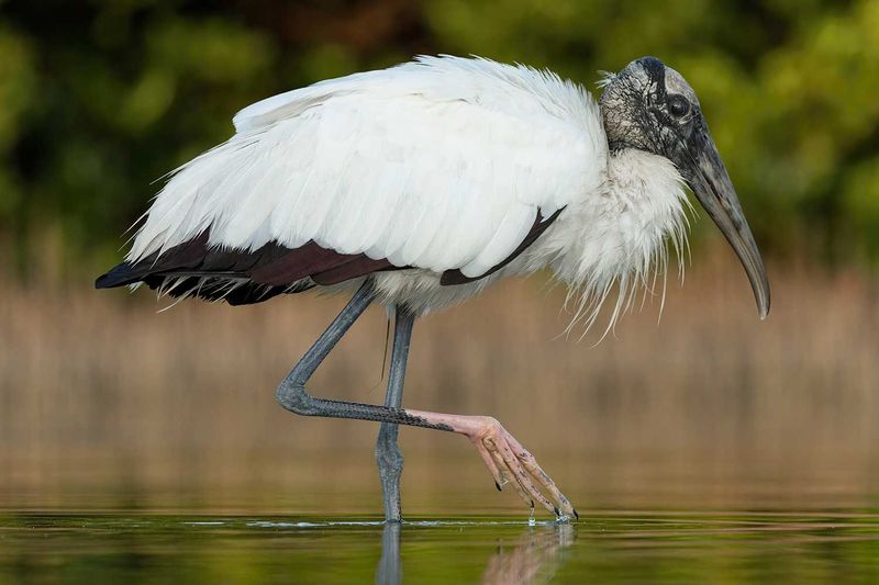 One sighting cannot reveal the bird’s purpose