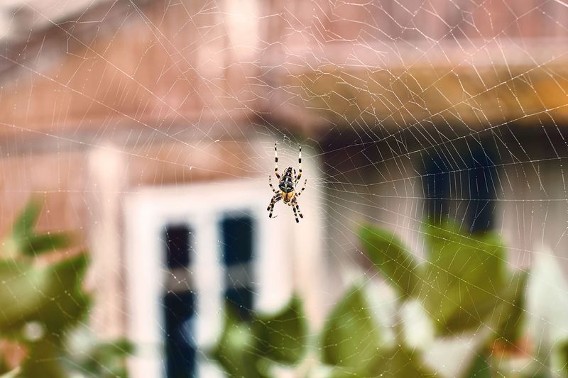 One sighting does not diagnose your yard