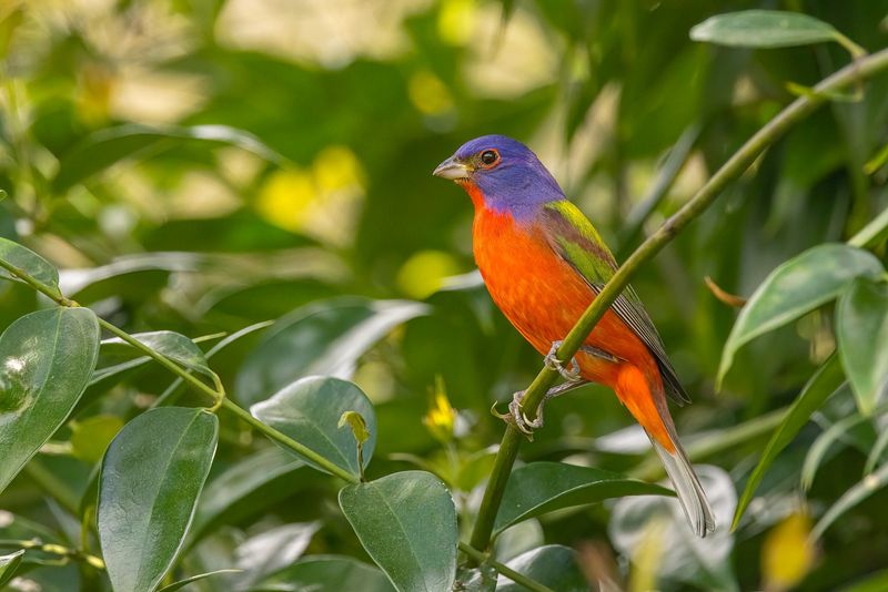 One sighting does not establish nesting