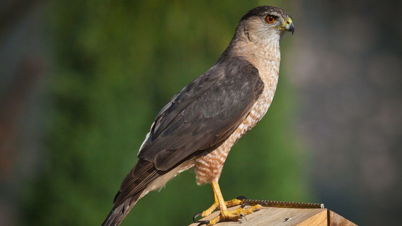 One visit reveals a hunting opportunity, not a yard score