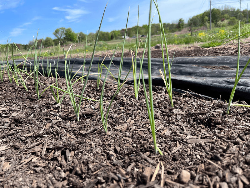 Onion Sets and Transplants