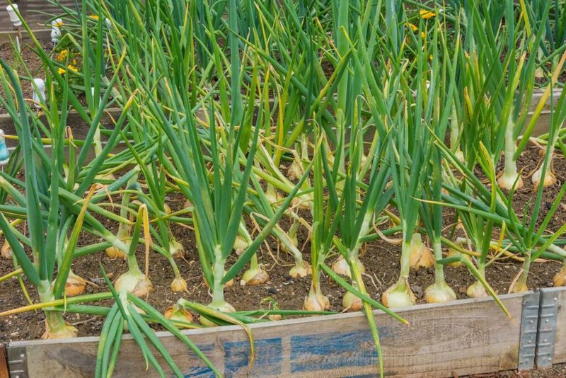 Onions and Green Onions