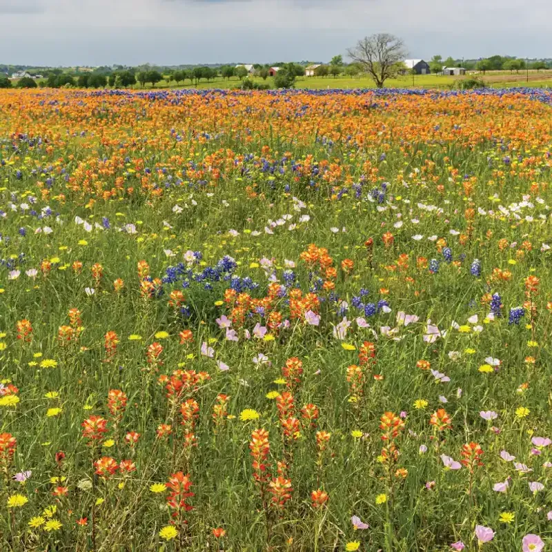 Online Texas Native Seed Retailers