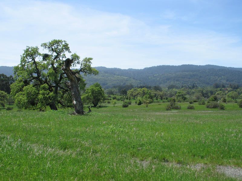 Open habitat can make a box a more plausible invitation