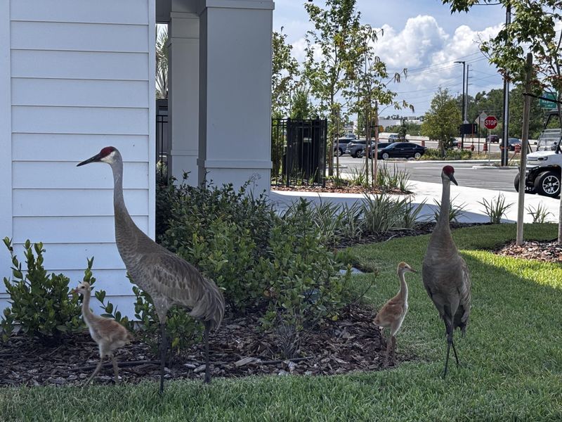 Open lawns can offer cranes a place to forage