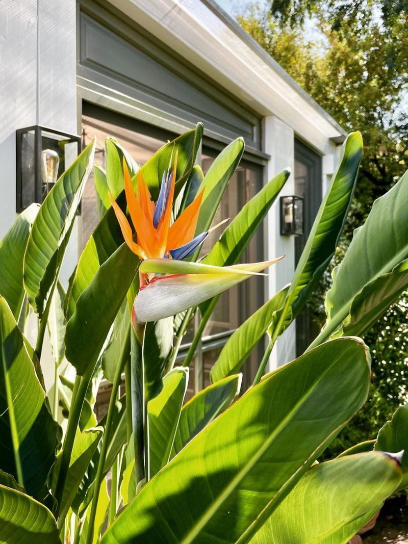 Orange Bird of Paradise Orange Bird of Paradise