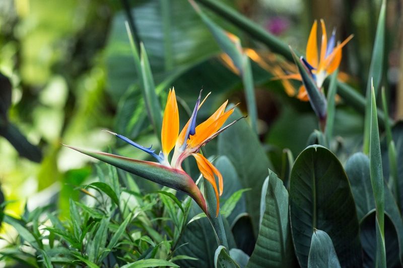 Orange Bird of Paradise Orange Bird of Paradise