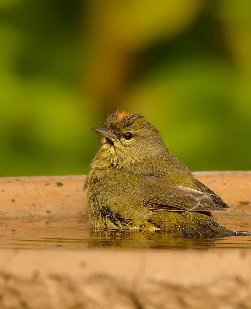 Orange-crowned Warbler