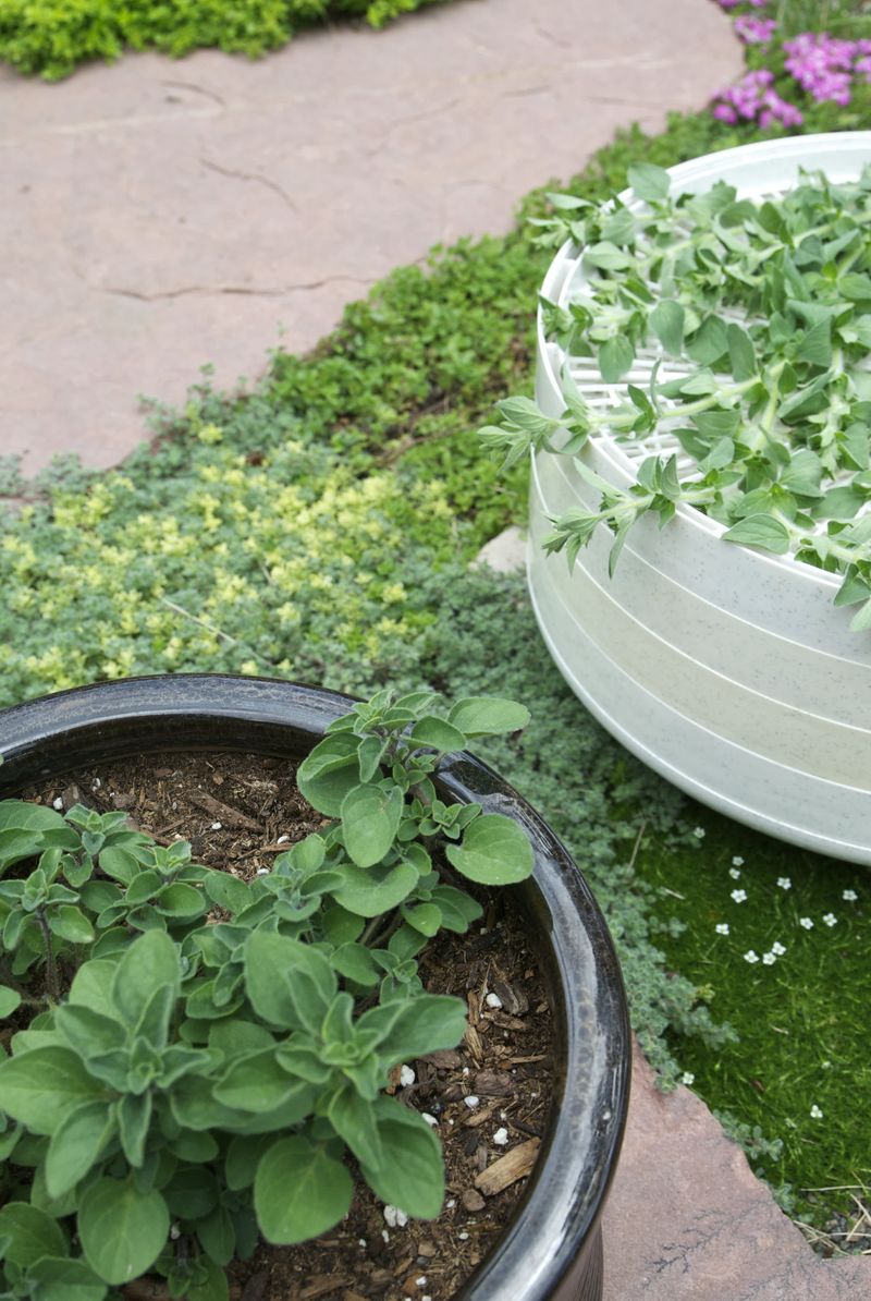 Oregano