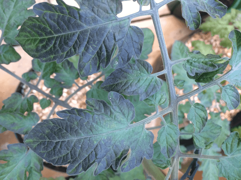 Other factors can produce purple leaves Other factors can produce purple leaves