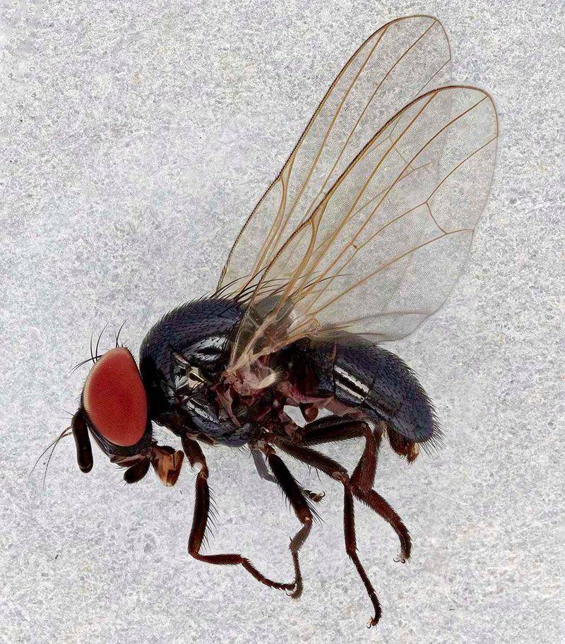 Other pests can damage figs from within Other pests can damage figs from within