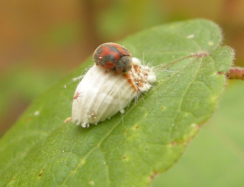 Other pests can leave white or waxy signs